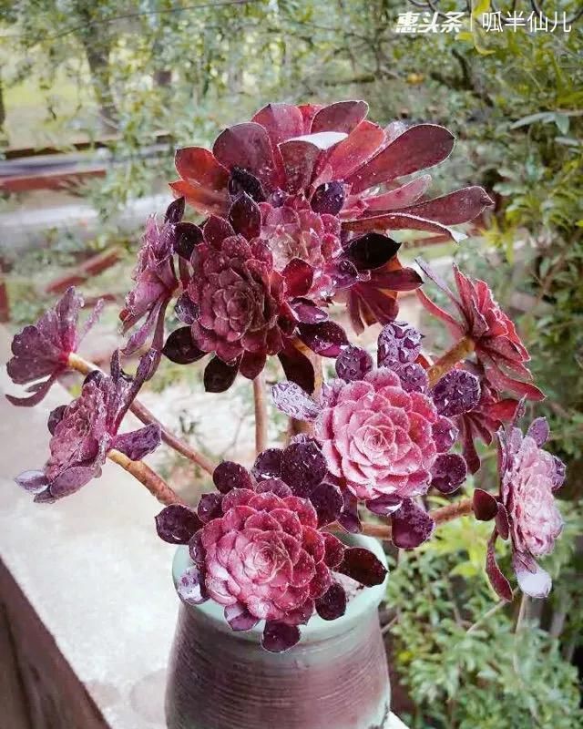 『白菜』多肉断水12天,绿白菜秒变红舞娘,想要上色就得...