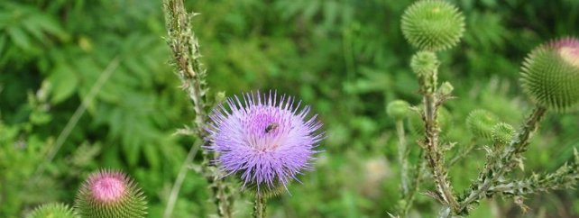 农村地上的“刺草”,农民对其没有好感,可如今却能卖10元一斤！