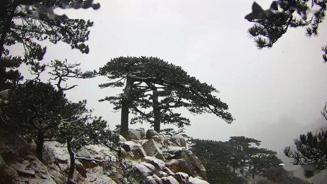  『岱宗』春雪空濛落岱宗，最美人间四月天