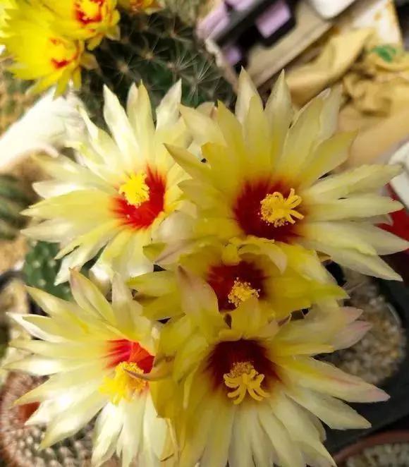 「还要」4种仙人掌植物“爱开花”,一开一大片,比蟹爪兰还要好看!