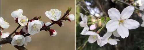  【园林景观】赏花不知花叫啥？一份春季花朵辨认指南请查