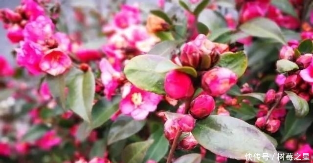  『打开』一朵花|一朵花茶，同时可以打开一百朵花