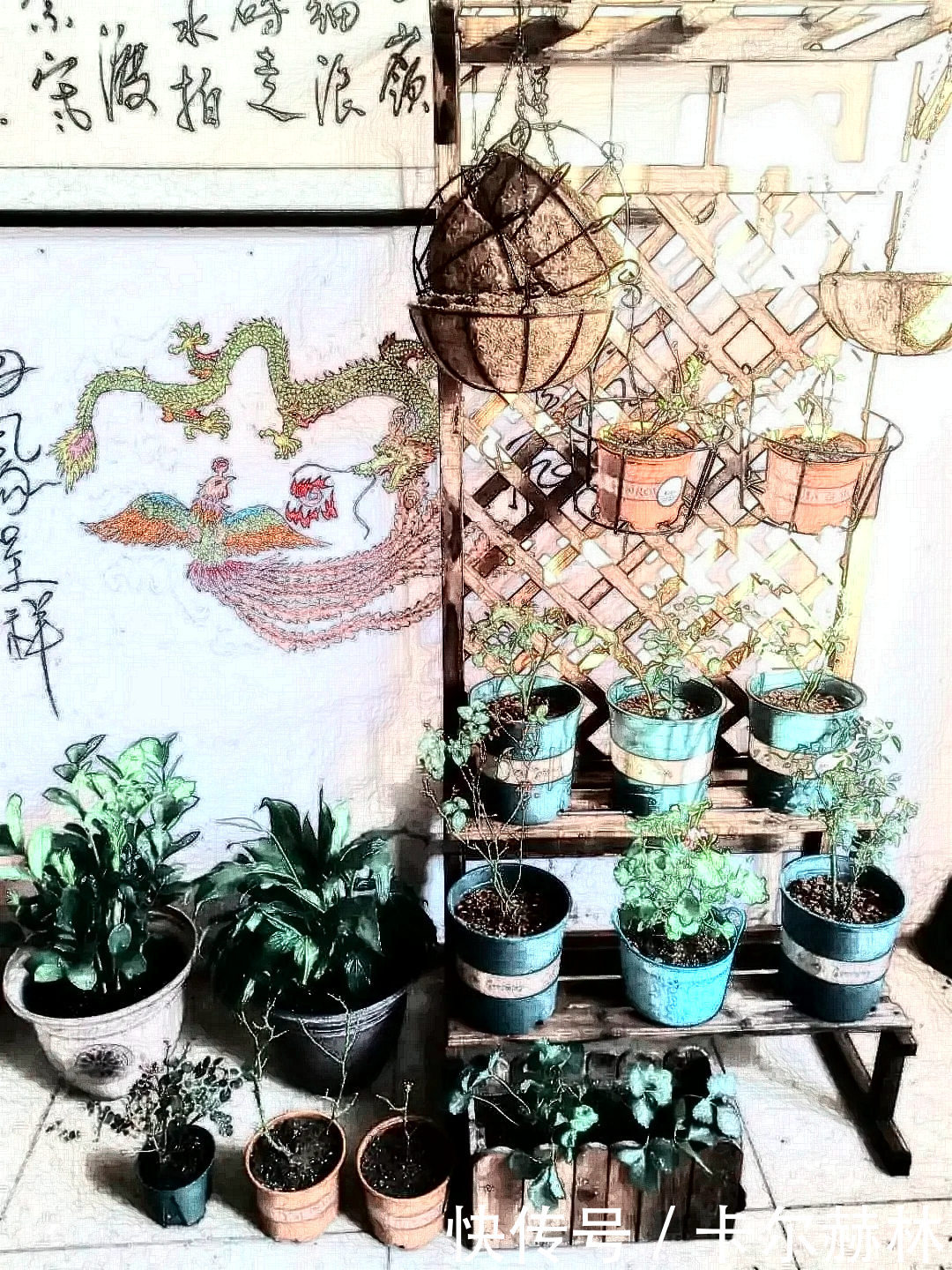 「养花」“辣手摧花”之养花笔记