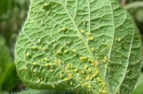  『盆栽』这7种植物虫害没处理好，想要养好盆栽花卉就难了
