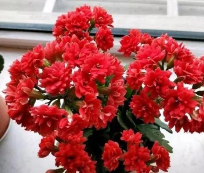  #石竹花#春季养上“4种花”，好养不说，花量还大，花开艳丽，好运来！