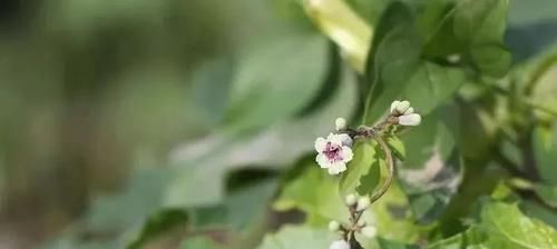  「好玩」植物戴上动物的名字以后惊艳了世界，8种带“鸡”的植物太好玩
