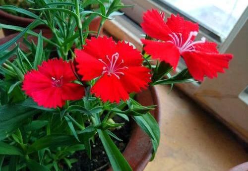  「花芽分化」石竹花养护技巧，放在阳台上，花芽分化极强，开满盆很轻松