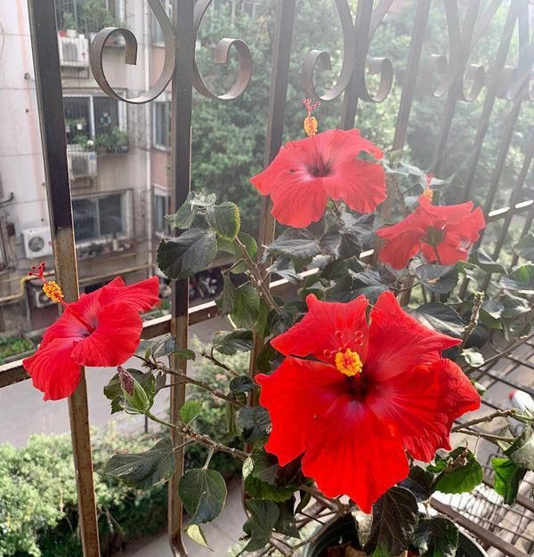  『观赏价值』超好养的木本植物，全年开花，观赏价值高，室内也能种，值得栽培