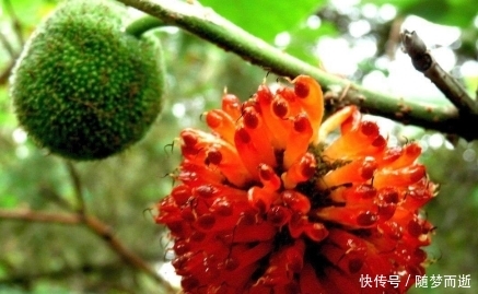 它是农村有名的“恶树”，人吃果实，鸡吃叶子，其实浑身都是宝！