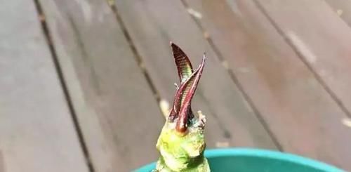  「家里」花朵迷人芬芳的鸡蛋花，还能用枝条培育成家里的盆栽