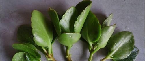  种花草：很好养的6种花草，扦插生根快，花儿开成团，漂亮易养活