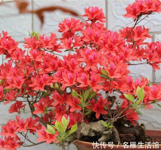  记住：映山红过冬，记住4点，花朵大、色泽鲜艳，开千百朵，漂亮极了