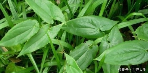  #变得越来越#农村一野草，人称“千两金”，当下一斤超百元，遇