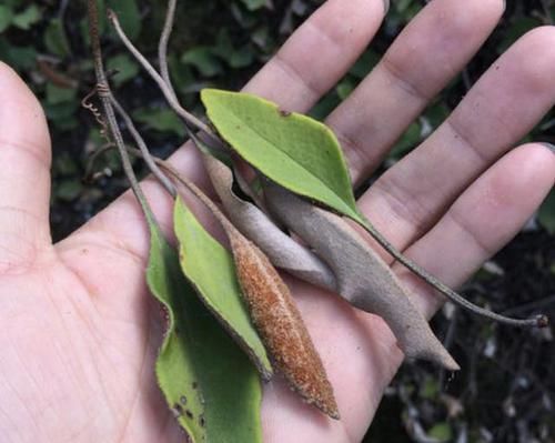 『山上』在山上,“1种草”紧贴石头生长,人称“石苇”,价值高,请保护