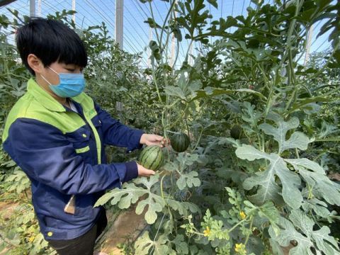  上市@今年第一批庞各庄西瓜如期上市