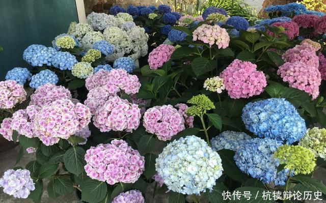 『爆盆』绣球花从花骨朵到盛花期该怎么养?做到4要点,开花爆盆90天