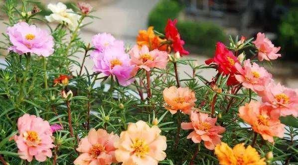  #花苞#这2种花太娇惯反而养不好,少浇水多晒太阳,花苞呼呼往外蹿