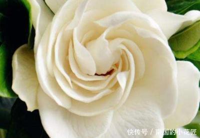 「栀子花」栀子花叶子蔫了怎么办