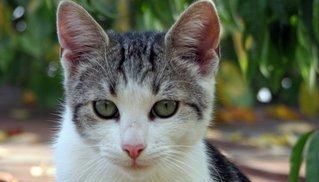  停止■巴西短毛猫以及当猫停止进食时意味着什么？