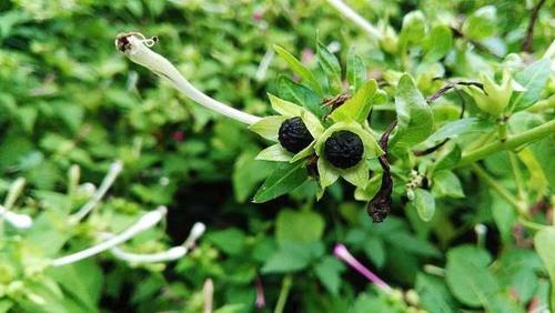 一种植物，以前家家户户都种植，酷似“人参”，如今一斤20元