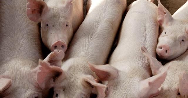  【养殖户】8月25猪价全面飘红, 多地出台措施鼓励养猪, 养殖户好