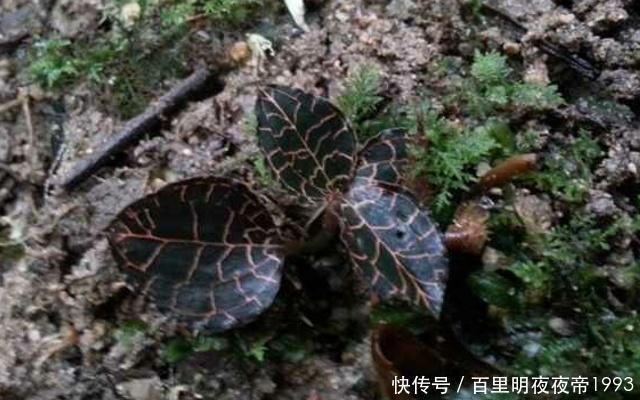  小看|千万别小看农村的植物，遇见一棵，你就发大财了