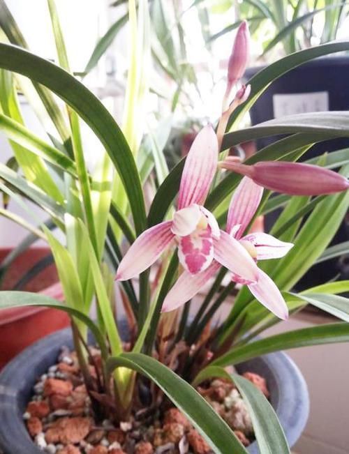  [名品]非常便宜的兰花名品，花色鲜红花香浓郁，开品正格，性价比极高