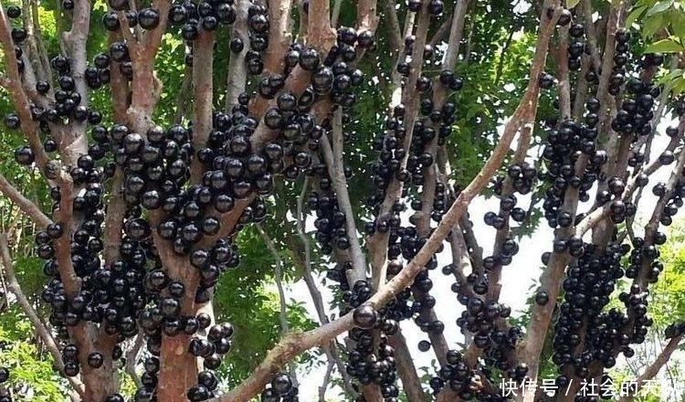 男子逛公园的时候，见树上满是黑色“肿瘤”，好奇走近后，惊喜了