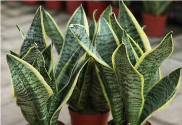  『虎皮兰』卫生间湿气、臭味重，这“5种”绿植轻松助你解决问题！