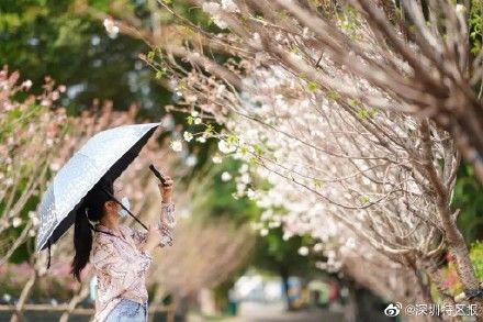  #纠结#还在纠结去哪看樱花？深圳这里就有
