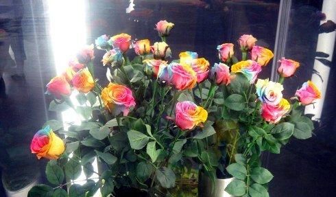  「彩虹玫瑰」此花颜色丰富多样，高端大气，是室内必不可少的花卉