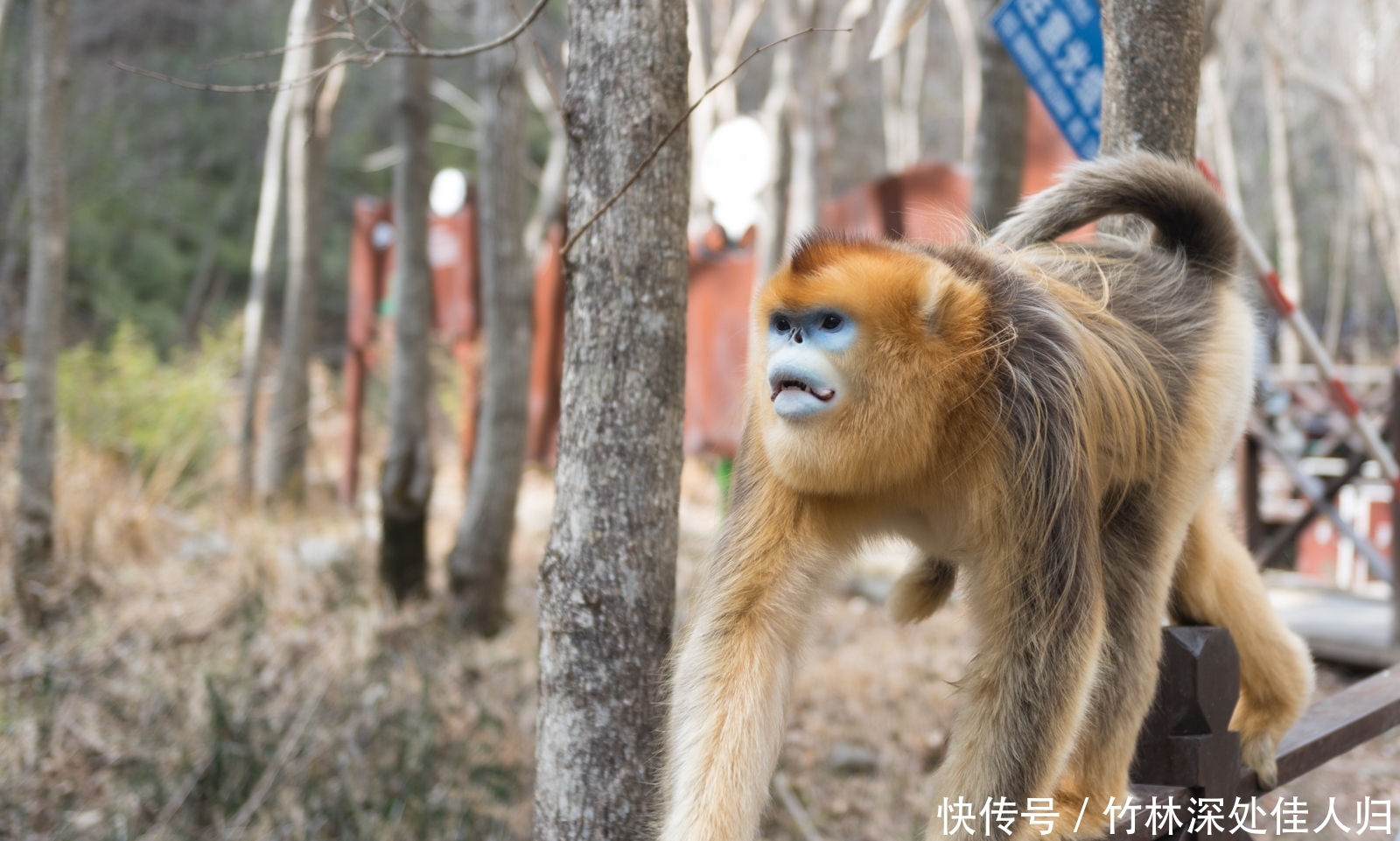 中国熊猫第一县在陕西？这座小城还有另外三种国宝级动物