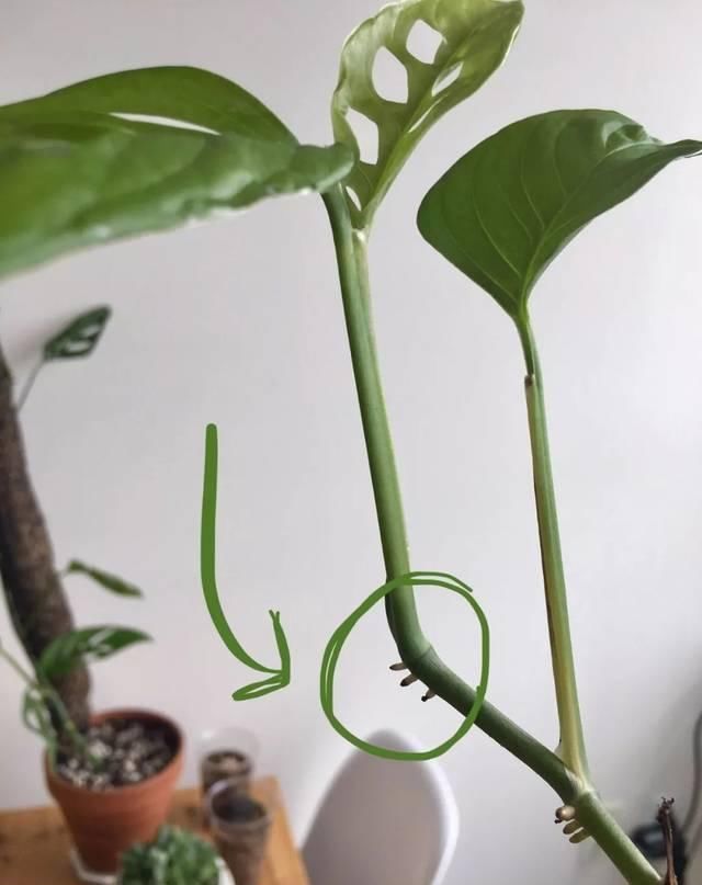  #室内#剪一段有个节点的枝条，浸泡水里就能生根，这几种植物适合室内养