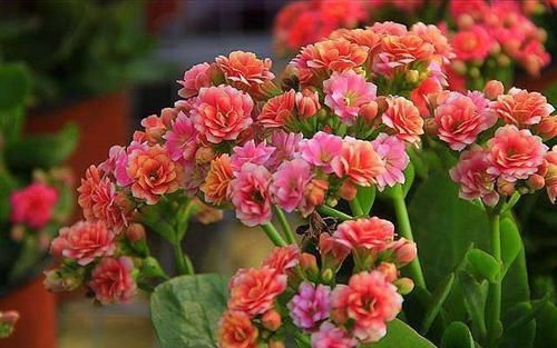  『长寿花』这花就是贱，越不管它越飞速窜芽，一精心照顾却立马嗝屁！