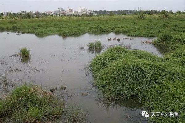 『护仔』不会钓黑鱼？试试民间的这种“野路子”，黑鱼没那么难钓！
