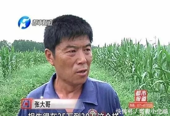 18亩的西瓜一夜之间“不翼而飞”, 一家人快哭死了