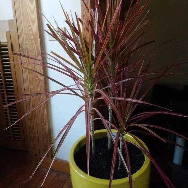 花盆■在户外养半年的五彩千年木,根系长满花盆,剪下很多枝条用来繁殖