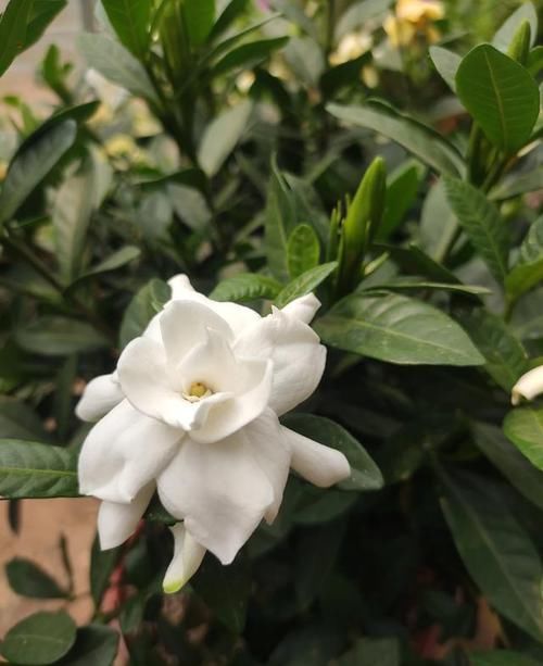  植物：养花就怕“乱浇水”，教你浇水“小诀窍”，更适合你家的植物