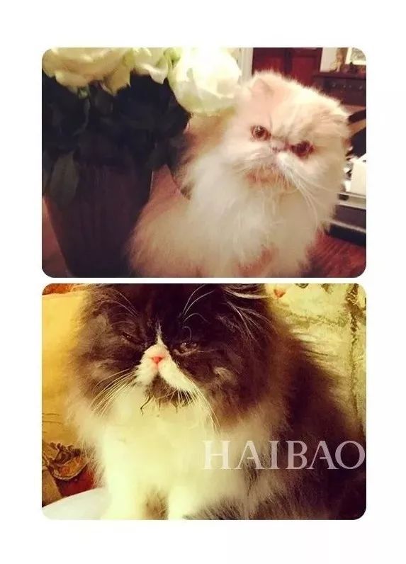 GUCCI看了沉默，LV也得陪玩!喵星人究竟有什么魔力