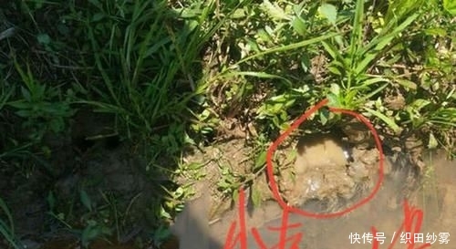  「老家」老家钓黄鳝的人很多，关键要知道怎么找洞
