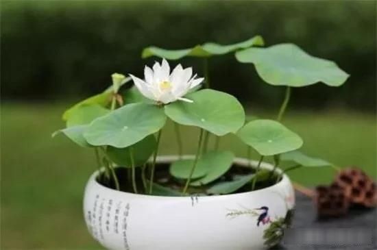  【鱼缸里养殖】既想养鱼又想养花，鱼缸里可以养荷花吗