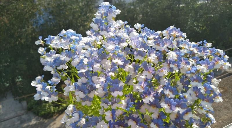  『拥有』新型盆栽花卉，花色绚丽多彩，犹如铺地彩虹，三季开花，值得拥有