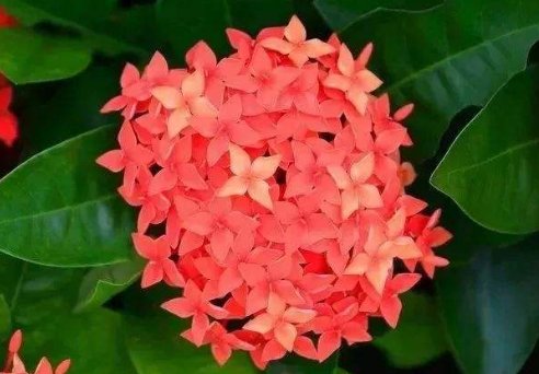  「财源滚滚」爱上小花，不妨在阳台养这几朵小花，财源滚滚，养在家鸟语花香
