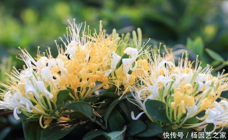 『花朵』3种“爬墙花”,开花旺,开花多,满墙花朵真好看