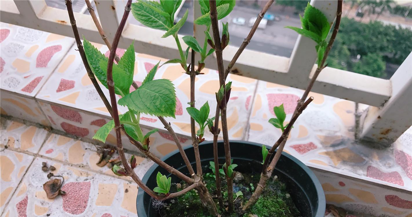 花儿■90天前,绣球花刚开箱,90天后,花儿已凋谢,一起来坐时光机~
