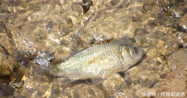 松软的地面现“泉眼”，不断有鲫鱼从地下冒出来，随便捡