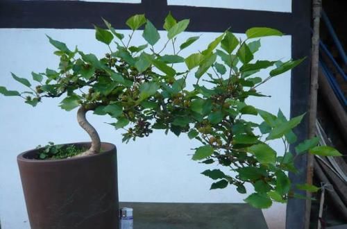#水果蔬菜#阳台能养殖的盆栽水果,开花又结果,好吃好看,养殖简单新手能养