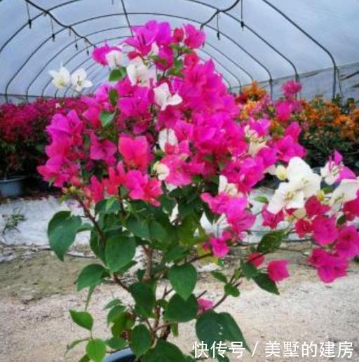 「三角梅」“绿叶双色”三角梅,开花只有一种色?教你“2招”,开出多色花