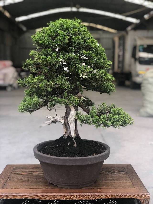  『来看第』农村老伯分享的几盆真柏树盆景，盆盆都是精品，不同角度不同的美