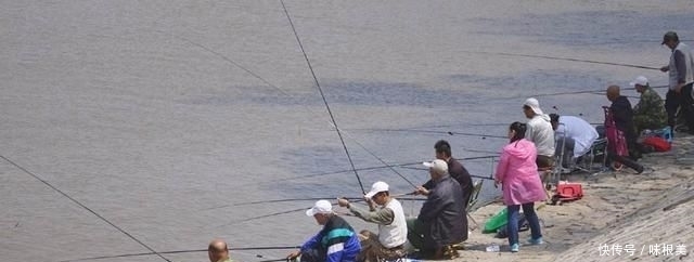 杂鱼|廉价又实用的鲤鱼配方,简单易懂制作方便,还能有效避开小杂鱼